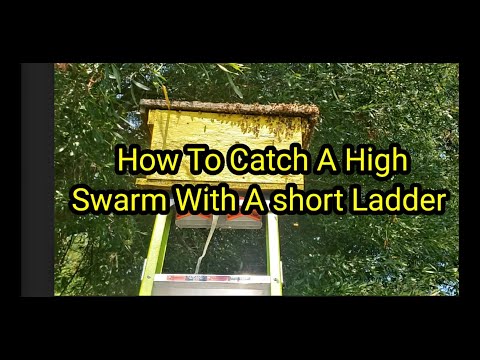 How To Catch A High Swarm With A short Ladder