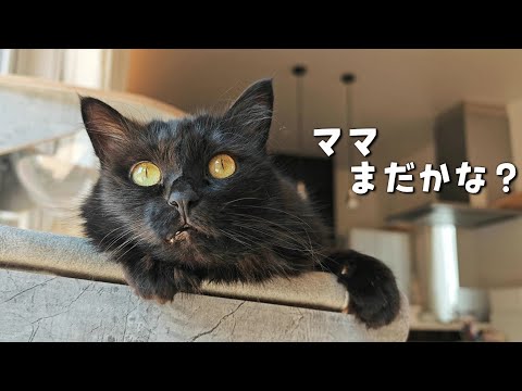 パパに猫4匹とお留守番をまかせたらこうなりました