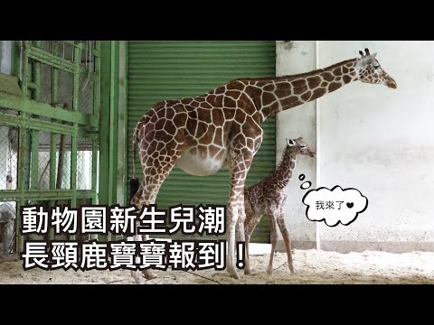 動物園新生兒潮〜長頸鹿寶寶報到！ - YouTube