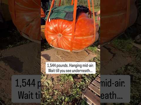 What’s Under a 1,544 lb Pumpkin? 👀