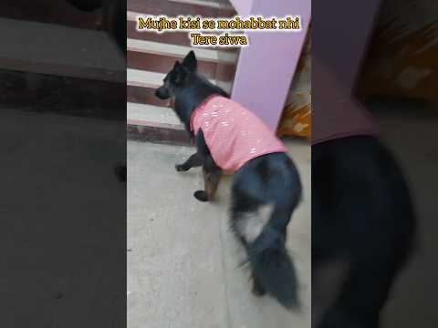 🤌🏻🫶🏻😍#shorts #germanshepheard #doglove #ytshorts #trending #viral #love #foryou #shera #shortvideo