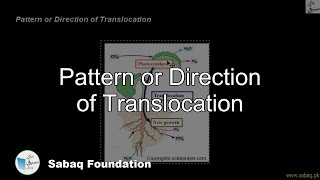 Pattern or Direction of Translocation