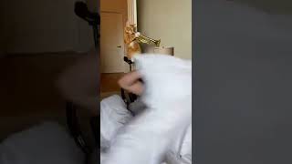 Violinist cat 😅#shorts #cat