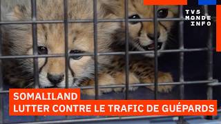 Somaliland : Comment le Somaliland tente de lutter contre le trafic de guépards