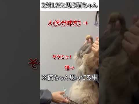 猫のおもしろ画像にツッコミどころ満載なアフレコしてみた#414【2対1】【ハプニング映像】#shorts #アフレコ #面白動画