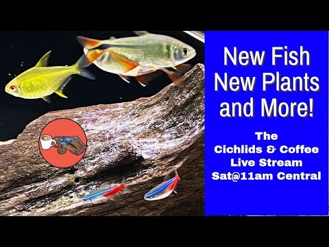 New Additions to the Fish Room!  *** It's The Cichlids & Coffee Live Stream***