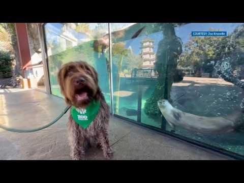 Zoo Knoxville <strong>holding</strong> Dog Days event for pet owners