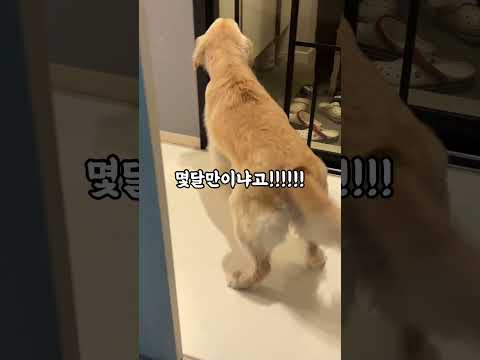 한달만에 사랑하는 가족을 만났을때 리트리버 반응은?