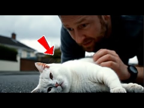 This Man Did the Unthinkable to Save a Stray Cat Family 🐱💔
