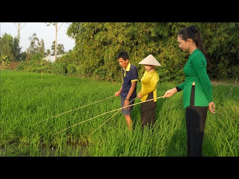 1463 / Câu cá rô trong đám dừa nước