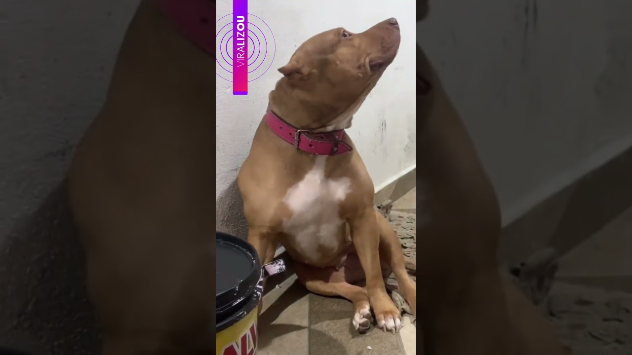 Pitbull apronta mas finge que bronca dos tutores não é com ela