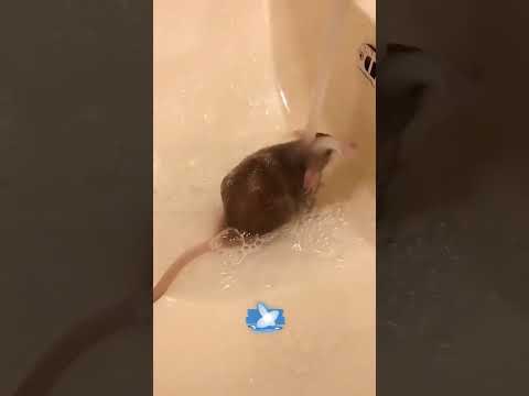 Невероятные видео | Пушистый грабитель