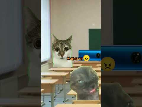 наш класс чек #котики #рекомендации #милота #актив