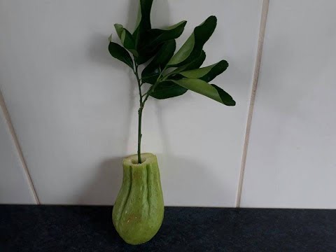 coloque um galho de laranja dentro do chuchu e veja o incrivel resultado.