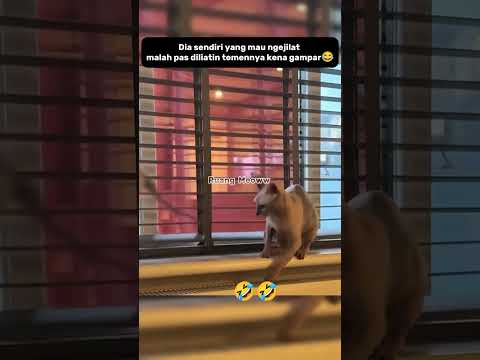 😺 : Kenapa jadi aku yang salah? #shorts #kucing #funnycats #catlovers