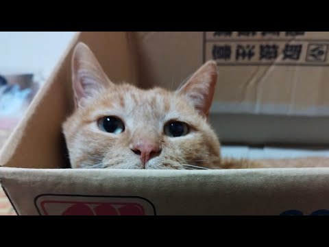 猫の動画サムネイル - かご猫 Blog がライブ配信中！
