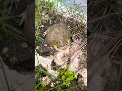 ฝนตก หาอาหารเย็นง่ายๆ #กบ #africanbullfrog #กบยักษ์ #shortvideo