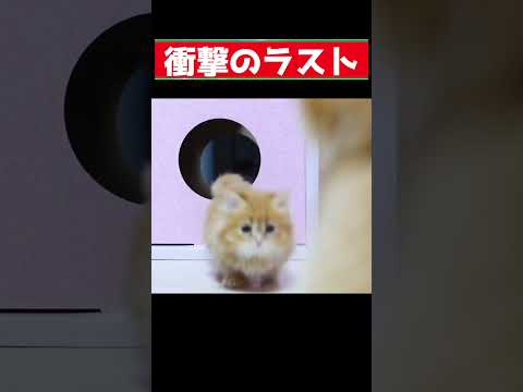 衝撃のラスト！子猫に何が起こったか　shocking movie of a kitten