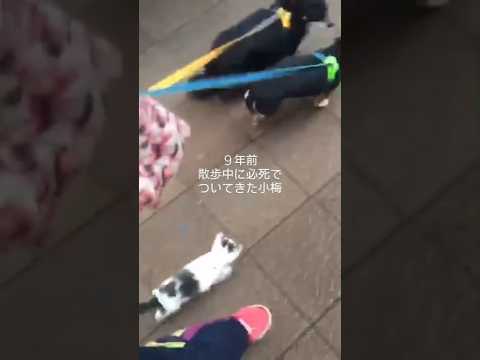 インスタ200万再生！散歩中に必死でついてきた子猫・小梅の今