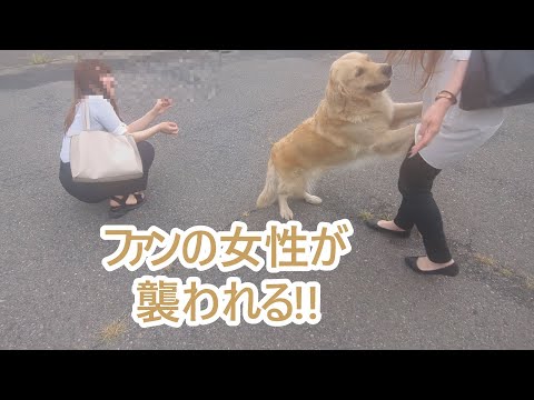 遊びに来たファンの女性が襲われる。ゴールデンレトリバーティト