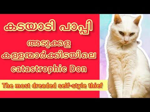 King of അടുക്കള 😁 | Malayalam comedy fun dub #comedyvideo #funnyvideo