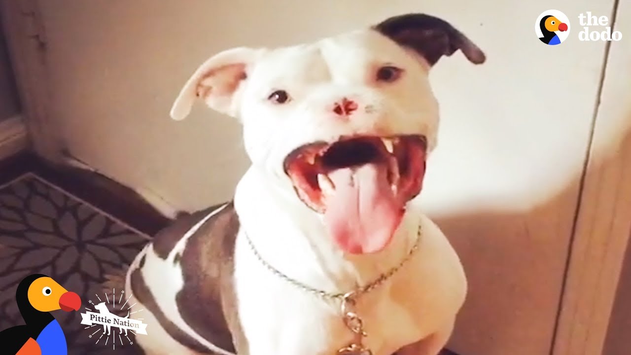 Abused Pit Bull Gets To Be a Dog Again Thanks to Loving Mom Pittie Nation