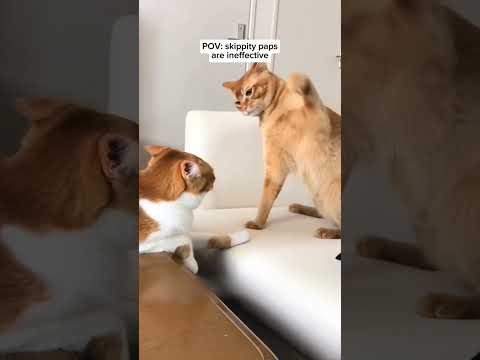 Los gatos a veces actúan raro jajajaja #funny #comedia #gatos #catshorts