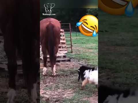 الخروف المتهور #funny #الظروف #comedy #الرسوم #animals