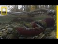 Salmon Migration and Environmental Challenges