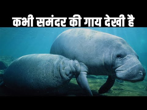 कभी समंदर की गाय देखी है | Have you seen these 'cute' sea cows?