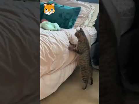 Kedilerin bebek sevgisi #cats #baby #catsbaby #love