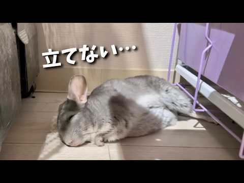 ぺぺが急に立てなくなりました ※発作シーンあり