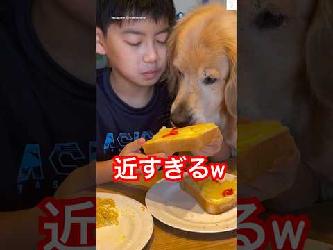 ゴールデンレトリバーの可愛らしいパンへの反応を動画で楽しもう サムネイル