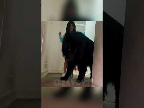 My Pet Is The Best 💀