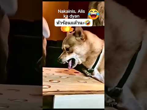 mag biro kalang sa tao wag sa Asong? gutom hahahha #funny #suportmychannel #animals #animallover