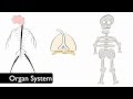 Exploring the Levels of Biological Organization