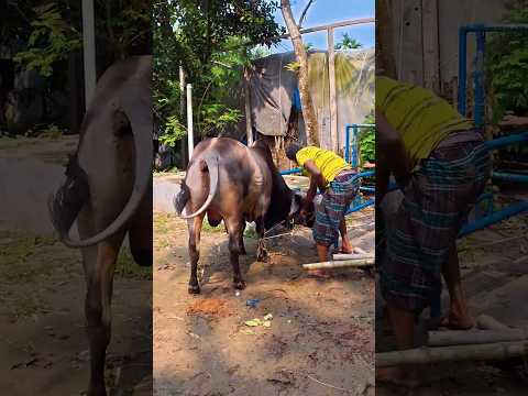 রা,গি গরুর ভ,য়ং√ কর আচরণ! মালিকও সামলাতে পারছে না!