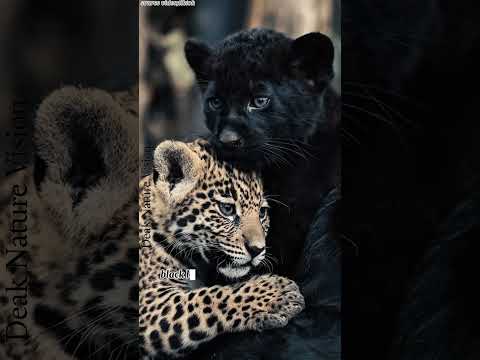 Chapter 28;Black Panther