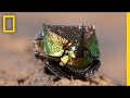 Dung Beetles and Their Ecological Role