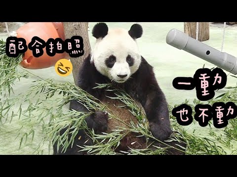 圓圓抱著竹葉定格超級久，圓圓說：趕緊拍照吧～|熊貓貓熊The Giant Panda Yuan Yuan and Yuan Bao|台北市立動物園