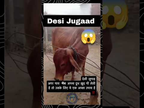 Desi jugad cow drinking own milk #cow #cattle #animals #goat #jugaad #shorts #viralvideo