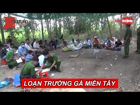 Loạn trường gà miền Tây | NLĐTV