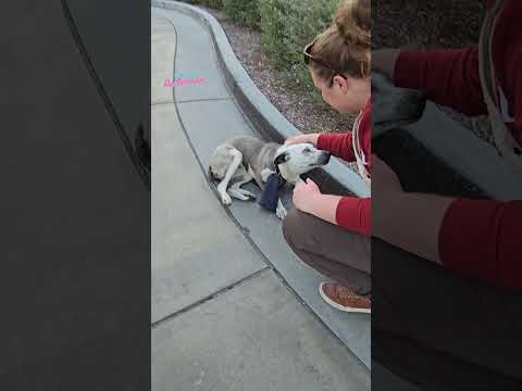 Abandoned Dog Rescue
