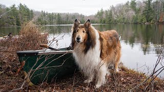 Overnight Spring Canoe Camp With My Dog