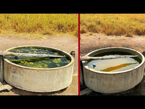 Limpeza de Bebedouro - Água de Qualidade no Ganho de Peso do Gado