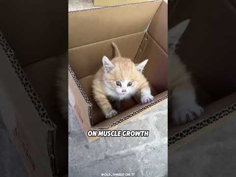 Why Are Some Animals So Muscular?