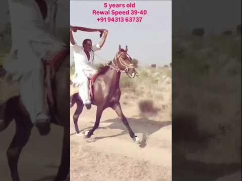 Riding Horse for sale +91 94313 63737 #horsemarket #horseforsale #jeevap