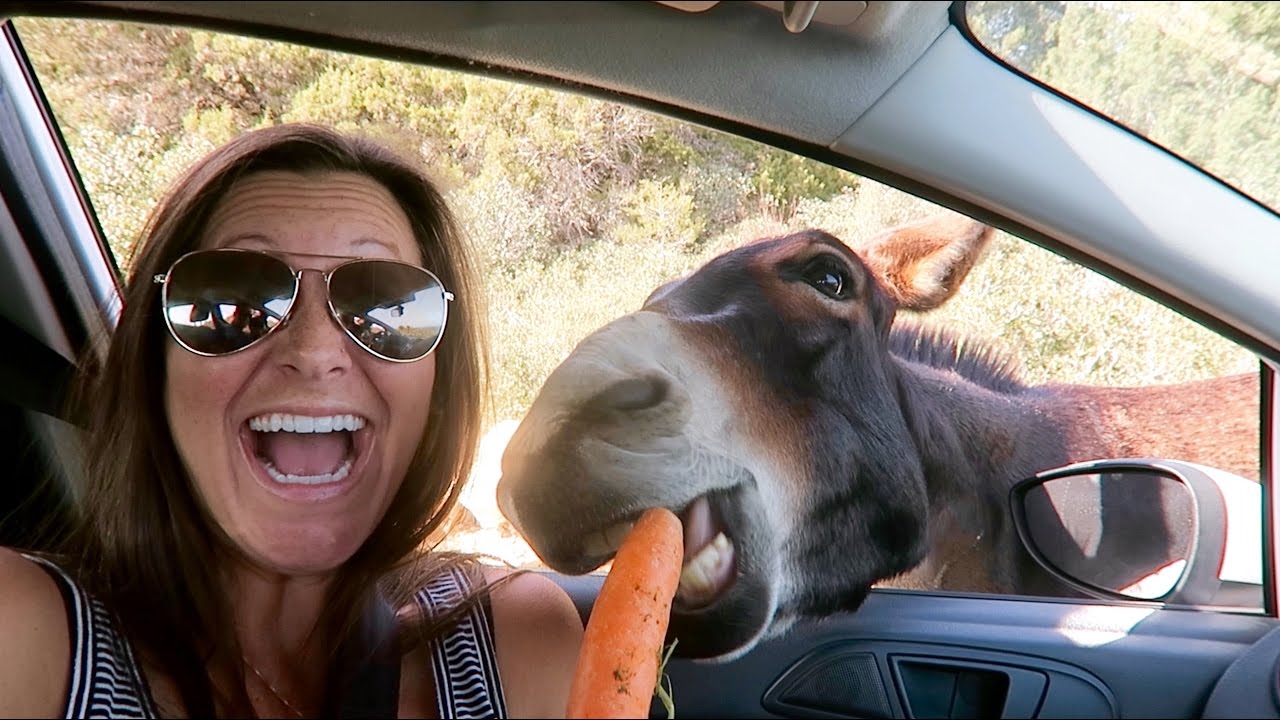 FEEDING WILD DONKEYS - North Cyprus