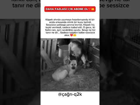 Köpek yatıyordu... Ama gece yalnız geçmeyecekti.♥️🤲