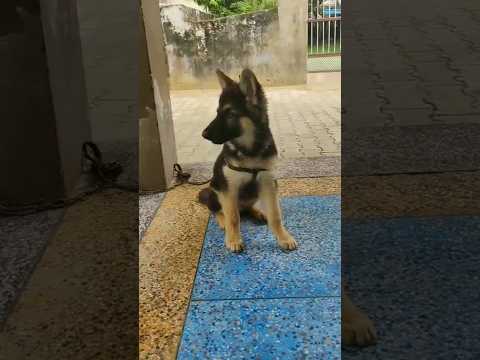 #GSDtiger #viral #shorts #trending #germanshepherd #cutedogs #shortvideo